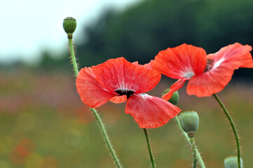 red poppy flower
