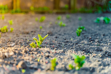 Young growing potato close-up grows in the soil on the garden bed. sunset and dawn lighting