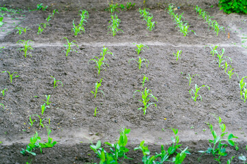 Beautiful neat garden beds with growing young corn