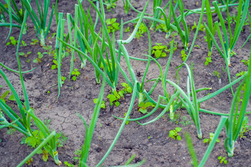 Green onions overgrown with weeds in the bed of a home garden close-up