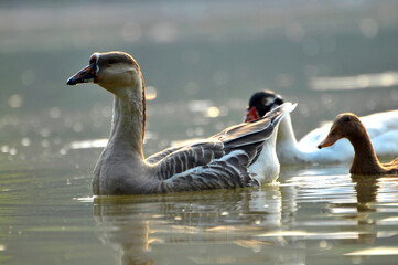 two geese on the lake