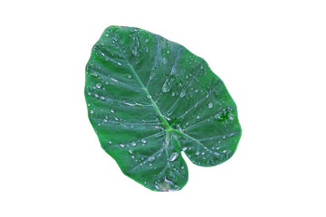 Water rolling on a leaf on a white background, Clipping path