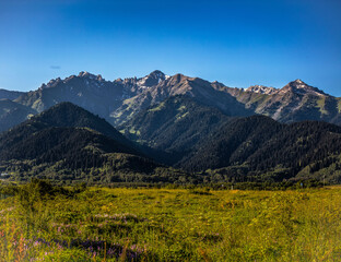 landscape with flowers