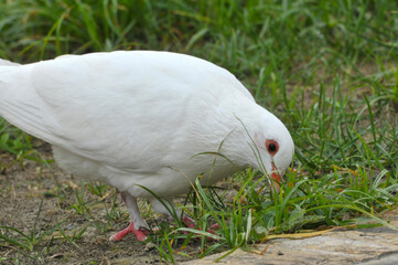 white heron at park