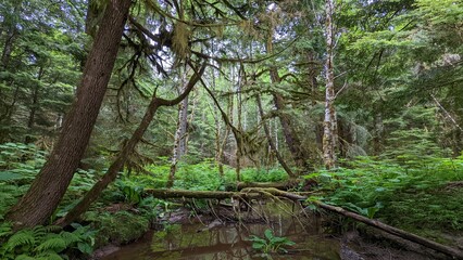 Old-growth forest, Kitimat, British Columbia, Canada	
