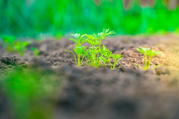 Close-up young green leaves of carrots grow in the garden bed in the evening at sunset
