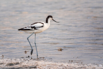 Water bird pied avocet, Recurvirostra avosetta, feeding in the lake. The pied avocet is a large...