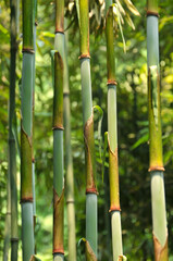 bamboo forest in sunlight