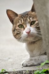 a lovly black and white cat