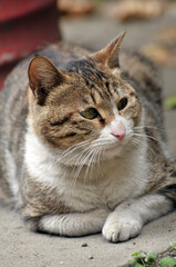 Obraz premium a lovly black and white cat