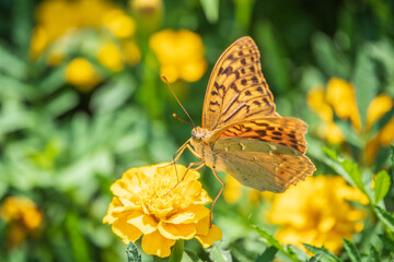 The dark green fritillary butterfly collects nectar on flower. Speyeria aglaja is a species of butterfly in the family Nymphalidae.