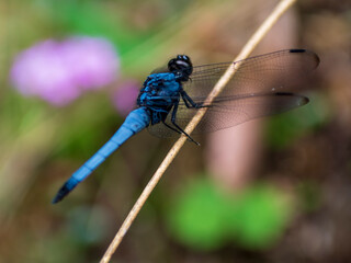 シオカラトンボ