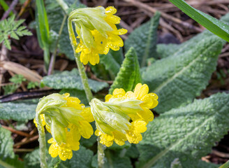 spring, a natural mountain park, plants bloom in the bosom of nature on a sunny day.