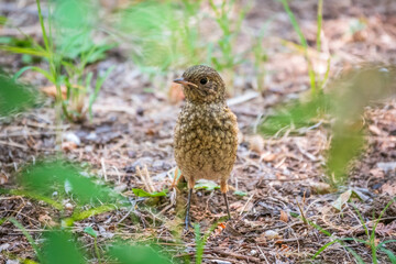 The common redstart, Phoenicurus phoenicurus, young bird, is sitting on a ground against a blurred background.