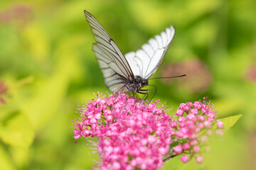 White cabbage butterfly on purple flowers of Japanese spirea.
