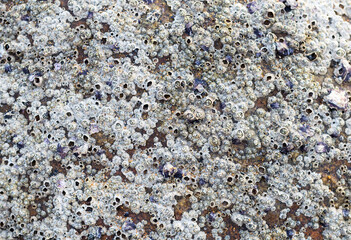 Nature texture background, Small seashell attached to the rock
