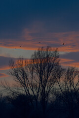 Stimmungsvoller Sonnenuntergang mit V&ouml;geln 1