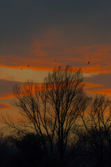 Stimmungsvoller Sonnenuntergang mit V&ouml;geln 2