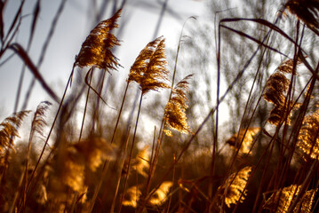 Grashalme im Gegenlicht