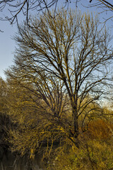 Herbstlicher Wald  2