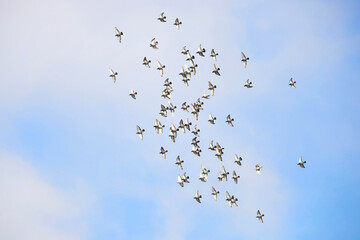 Flock of pigeon flying on the sky background