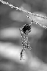 Gefrorenes eingedrehtes Laubblatt