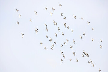 Flock of pigeon flying on the sky background
