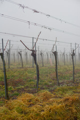 Herbstliche nebelige Weingarten