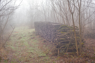 Herbstliche nebelige Landschaft 2