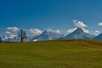 Wiese mit Baum und Gebirgskette