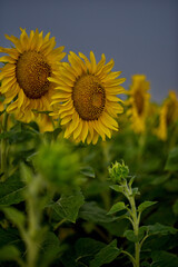 Nahaufnahme Sonnenblumen