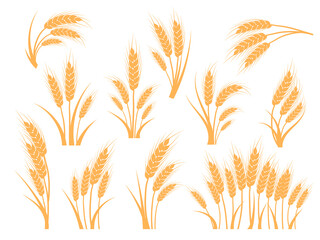 Wheat ears set. Oat, rye or barley spikes for design beer, bread, flour packaging. Symbols for healthy natural farming food, whole organic spikelets elements on white, vector illustration