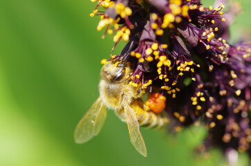 イタチハギとミツバチ
