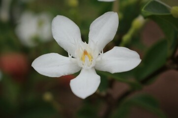 Obraz premium white flowers used to decorate the garden