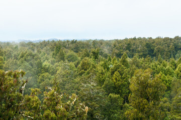 Fototapeta na wymiar New Zealand natural rain forest of West Coast