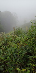 Obraz premium The Nature