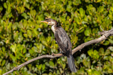 Little Pied Cormorant, Cyne Mallows Creek, NSW, May 2022