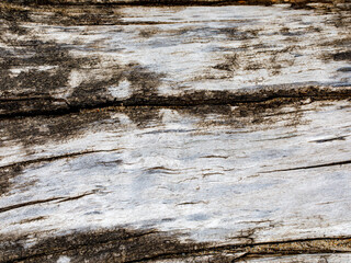 Natural Weathered Grey Tan Taupe white Wooden Board, Cracked Rough Cut Wood Texture, Large Detailed Old Aged Gray Lumber Background Macro Closeup, Textured Crack Pattern