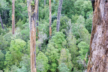 New Zealand natural rain forest of West Coast