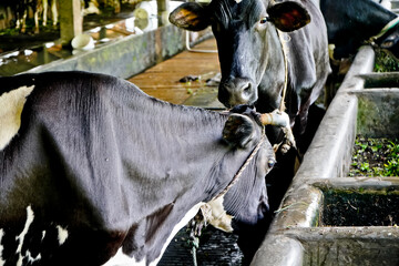 Traditional cattle farming. West Java, Indonesia