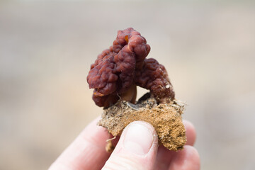 Fingers hold a morel mushroom on a defocused background.