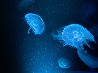 青く照らされたクラゲ