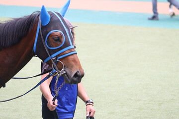 Obraz premium 馬