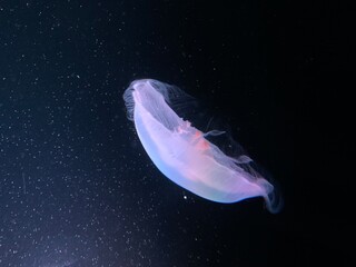 鮮やかなクラゲ