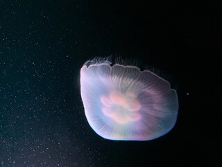 鮮やかなクラゲ