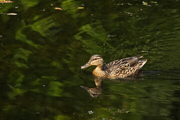 Duck on the city pond on a summer day.
