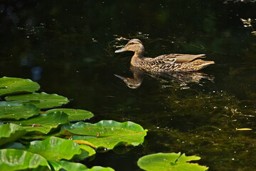 Duck on the city pond on a summer day.