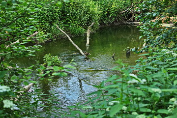 The Sosenka River in the suburbs of Moscow.