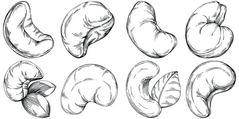 Cashew hand-drawn Vector Illustration isolated on white background. Retro style farm product for restaurant menu, market label, logo, emblem and kitchen design. Decoration for food packaging.