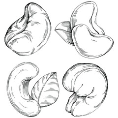Cashew hand-drawn Vector Illustration isolated on white background. Retro style farm product for restaurant menu, market label, logo, emblem and kitchen design. Decoration for food packaging.